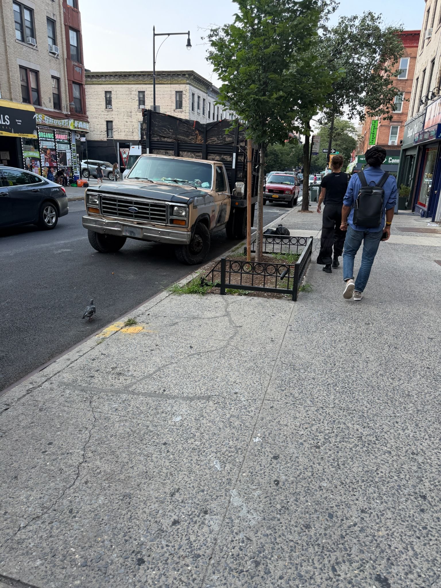 A young street tree behind a low iron guard on a Brooklyn avenue.