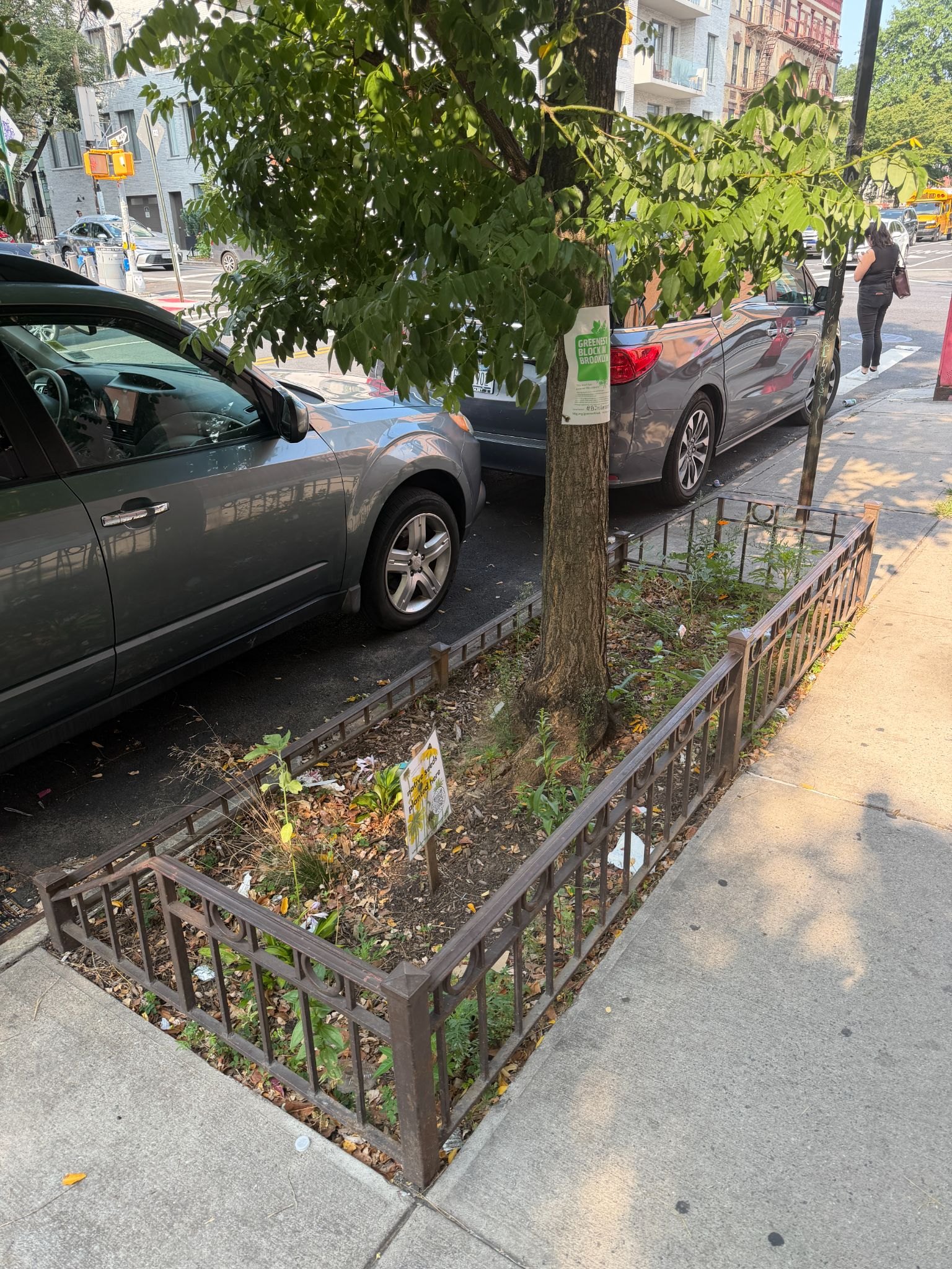 A tree in a weathered iron guard on a nearby Crown Heights sidewalk.