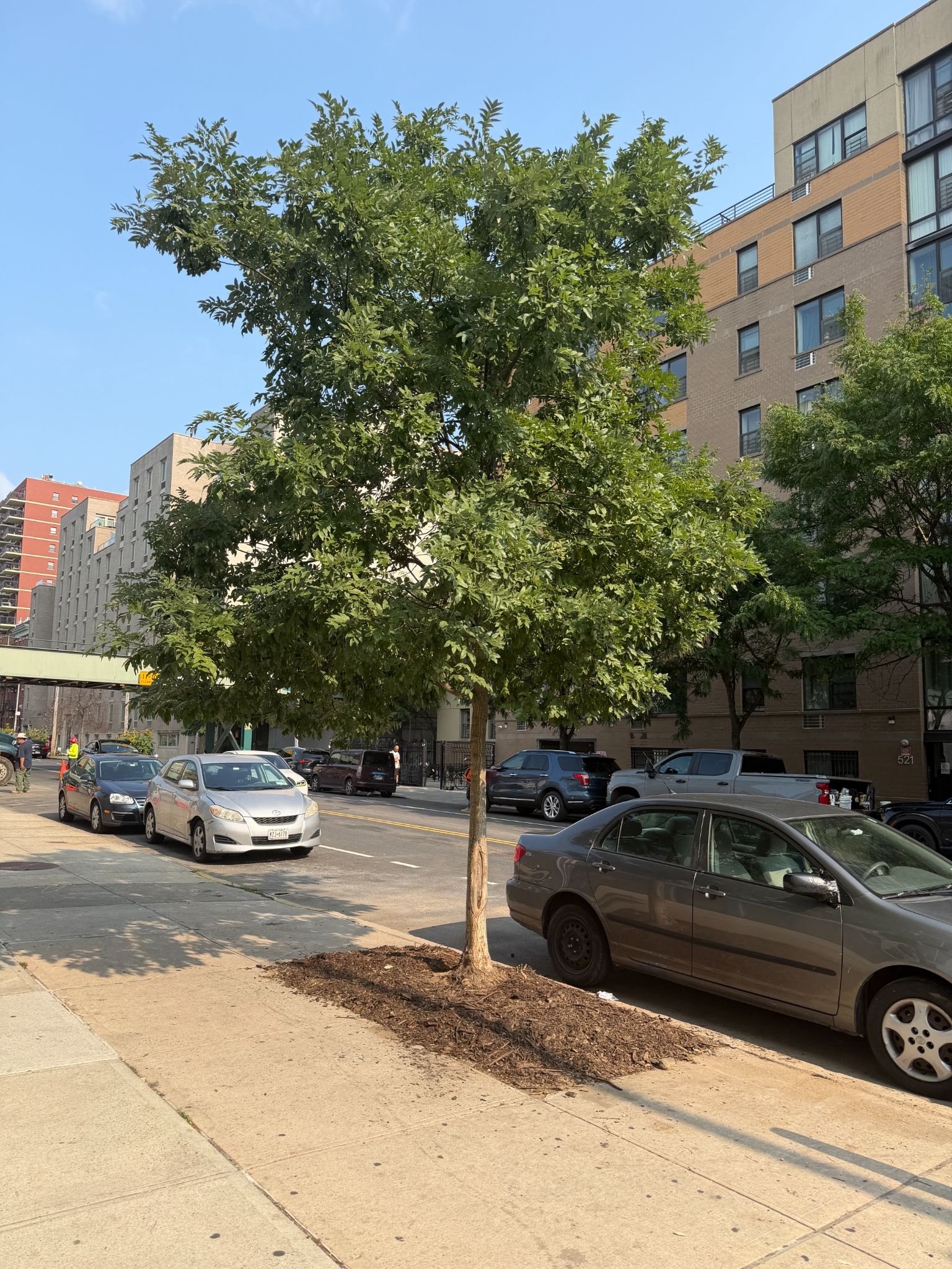 A young Japanese pagoda tree on St Marks Avenue in Crown Heights, Brooklyn.